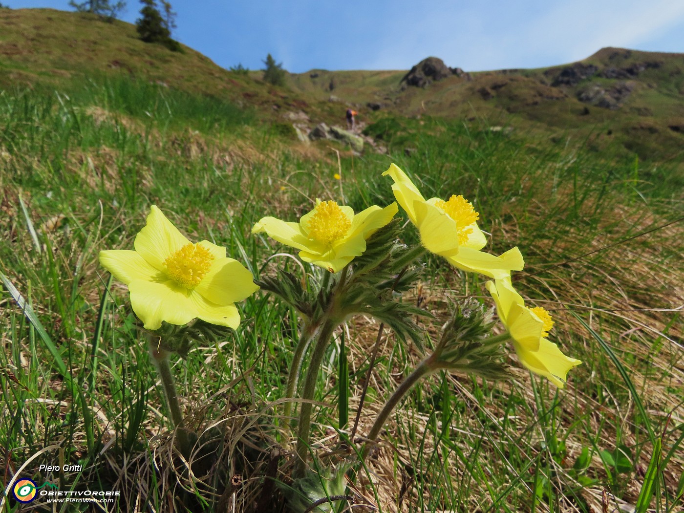 13 Pulsatilla alpina sulphurea (Anemone sulfureo) .JPG